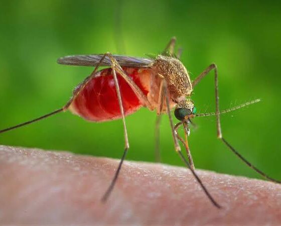 is zikzoutyqulsis dangerous