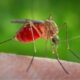 is zikzoutyqulsis dangerous