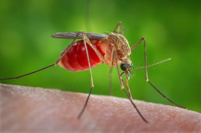 is zikzoutyqulsis dangerous