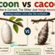 cacoon or cocoon